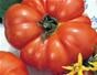 Grow tomatoes in grow bags and beds