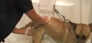Bathe a dog