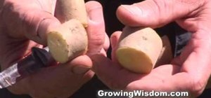Easily plant potatoes in a garden