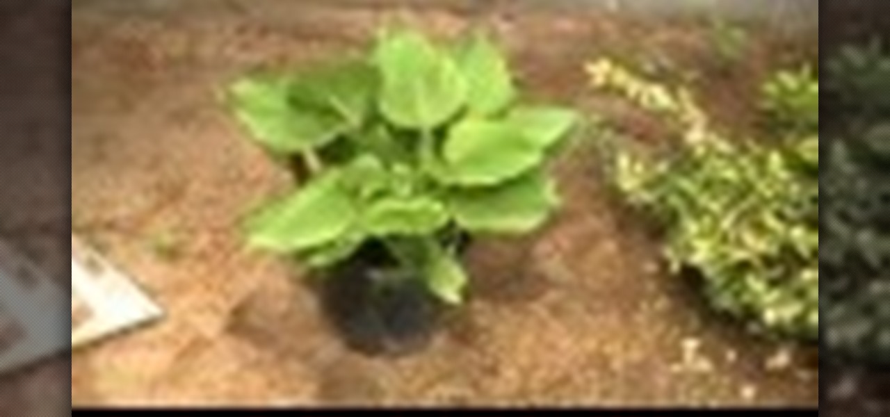 How to Transplant a Hosta Plant in Garden with Fertilizer