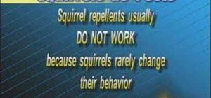 Control a squirrel problem