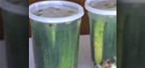 Make homemade kosher kirby pickles
