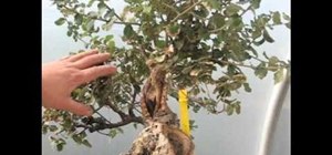 Style a cork bark oak for the first time