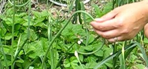 Harvest garlic scapes