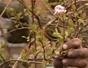 Prune a viburnum plant, remove sideshoots