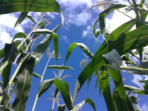 Blurred Photography Challenge: Corn Growing in the Summer