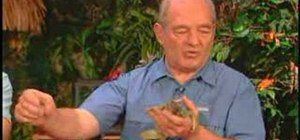 Check your Green Iguana for health problems