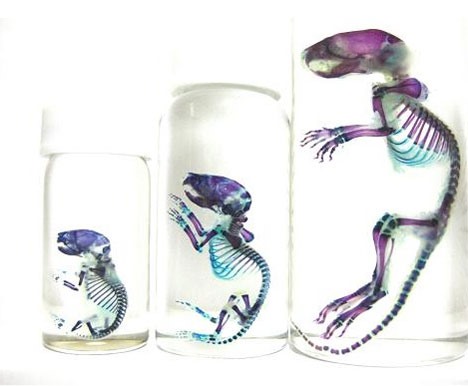 Japanese Scientists Turn Dead Animals Into Art
