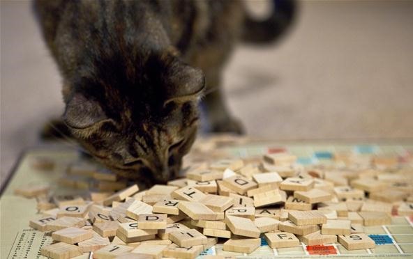 Scrabble Cats Go Head to Head