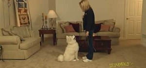 Teach your dog how to sit on your command