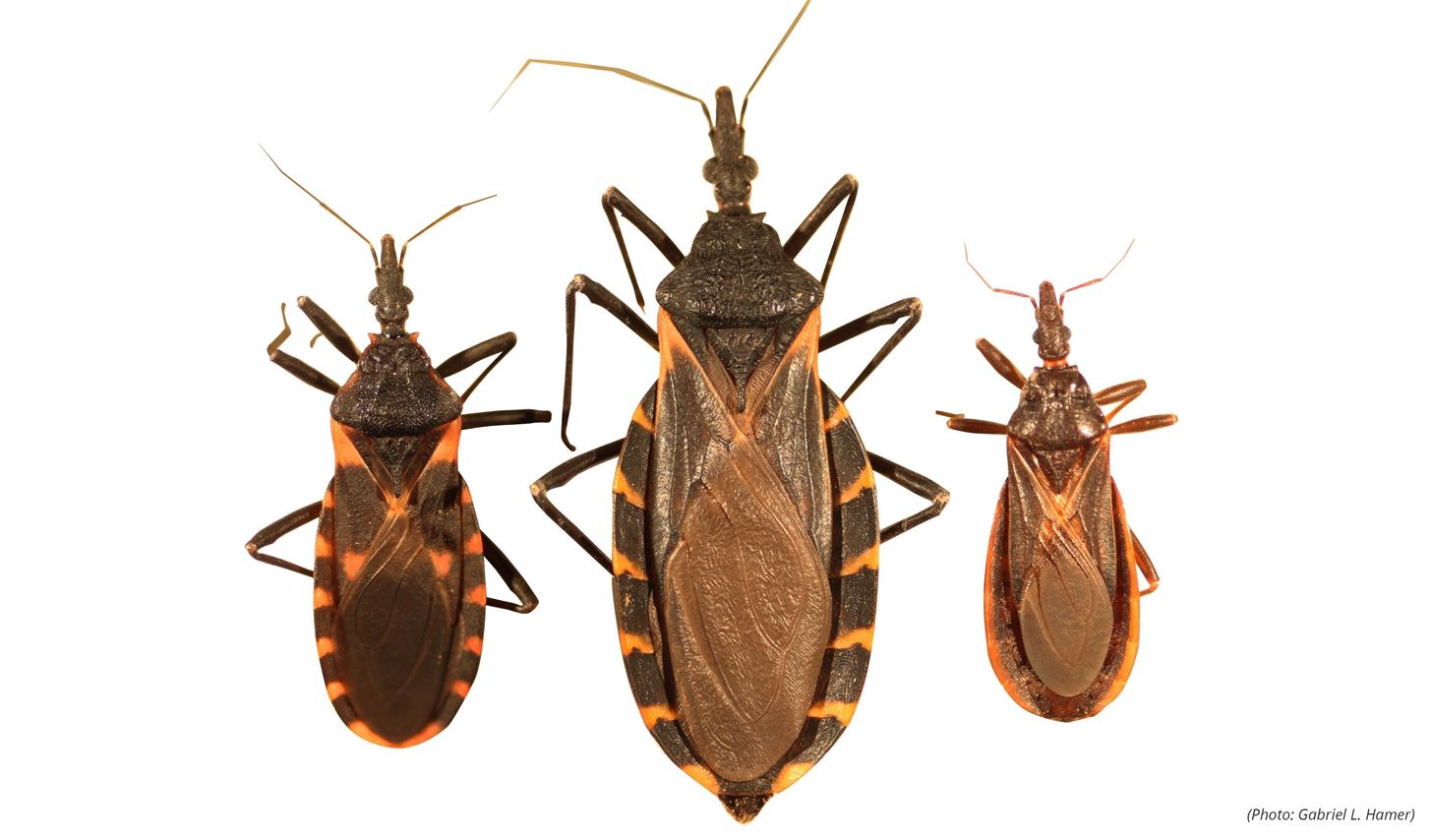 Finally! First US Treatment Approved for Heart-Burrowing 'Kissing Bug' Parasite