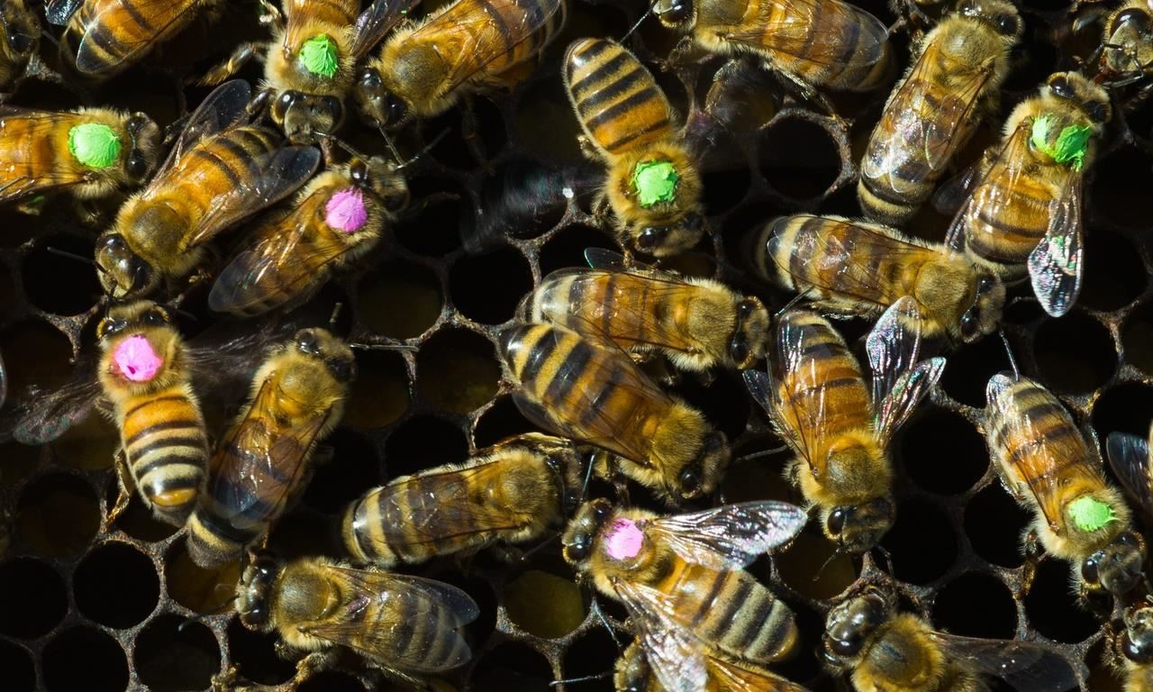 Antibiotics Could Be Contributing to Dramatic Drop in Bee Populations