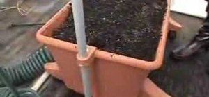 Use self-watering plant containers