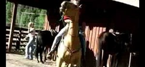 Ride a horse western saddle