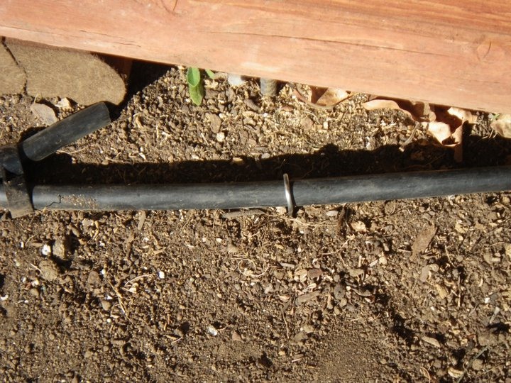 How to Install No-Frills Drip Irrigation