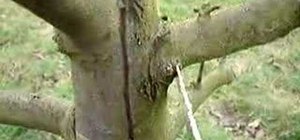 Remove a canker-diseased branch with a saw