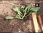 Transplant cabbage from seed bed to a harvesting area