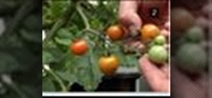 Harvest tomatoes
