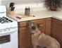 Keep your dog from counter surfing