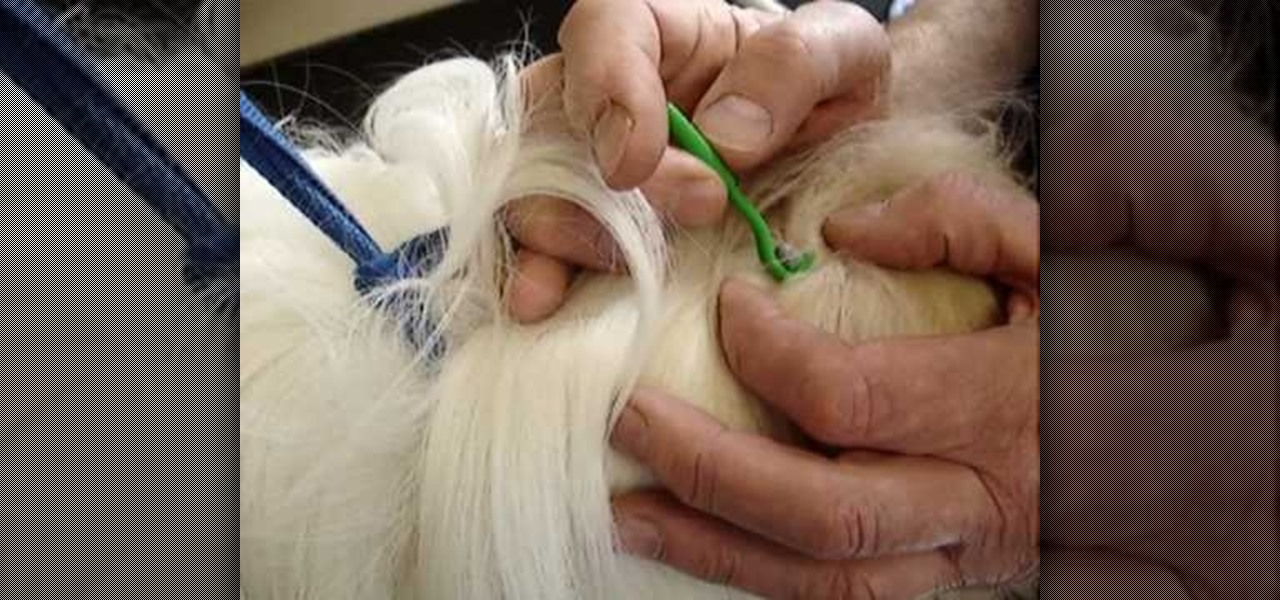 How to Remove a tick from a dog « Dogs WonderHowTo