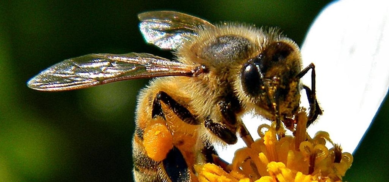 Even Bees Need Probiotics Now