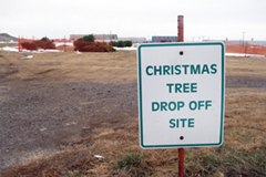 How to Recycle Your Christmas Tree (Disposing Live Conifers After the Holidays)