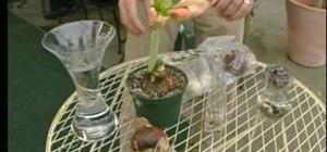 Make amaryllis and hyacinth bulbs bloom during the holidays