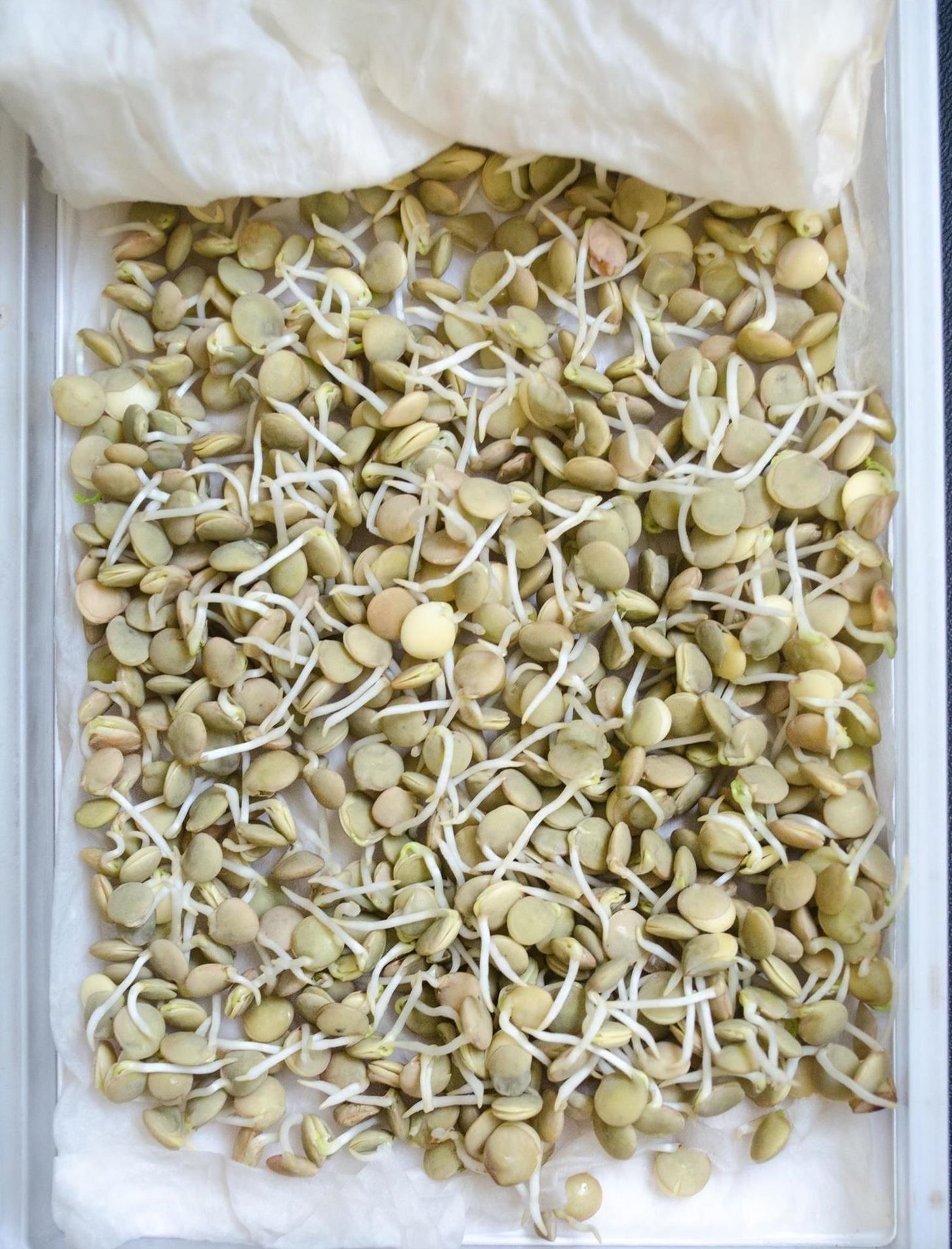 Whoa—You Can Make Sprouts from Lentils, Almonds & More!