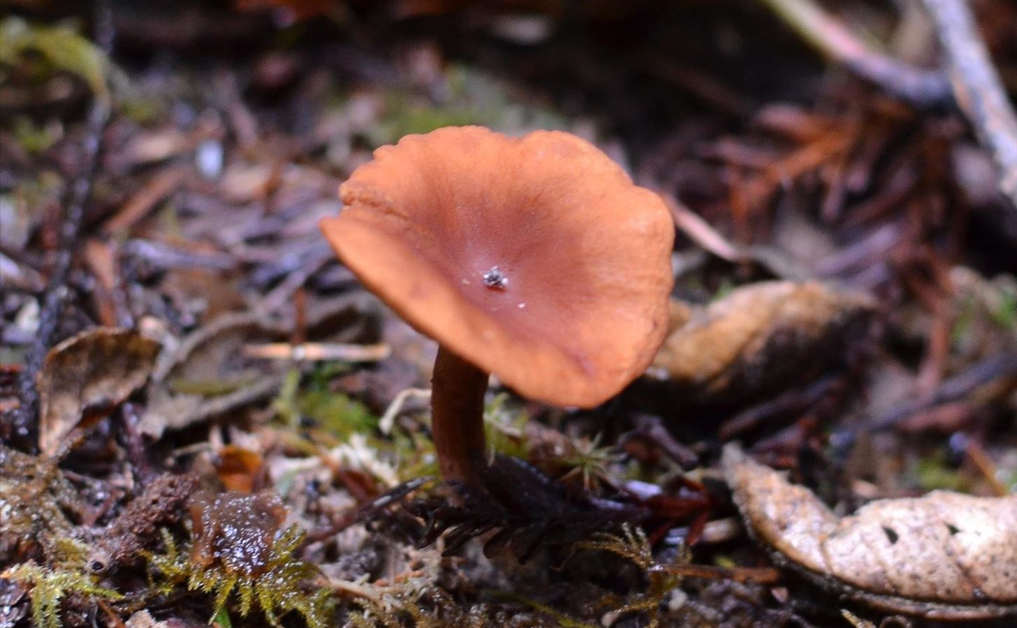 Weird Ingredient Wednesday: The Mushroom That Tastes Like Candy