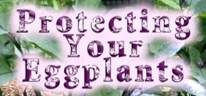 Protect your eggplants from nasty little critters