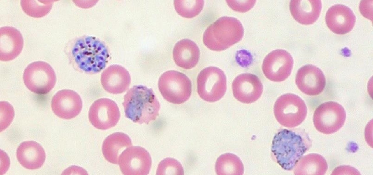 Researchers Discover Key Proteins Malaria Uses to Infect the Liver—A Key Step in Stopping the Parasite