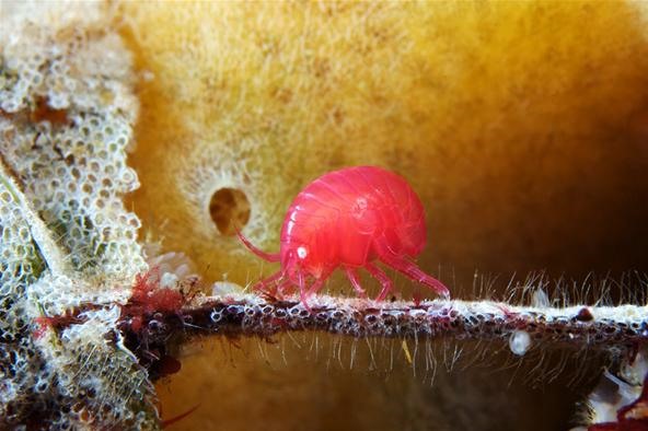 Breathtaking Undersea Aliens: Interview with Deep Sea Photographer Alexander Semenov