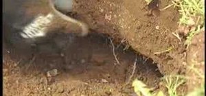 Use a cinch trap to get the gophers out of your garden