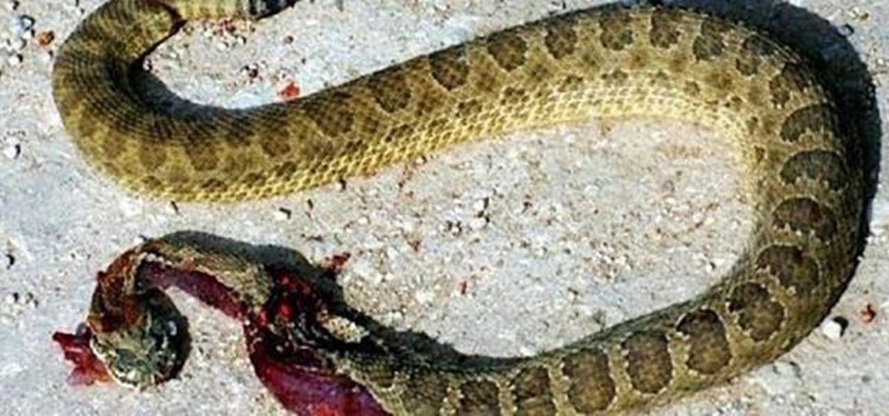 How to Kill Rattlesnake?