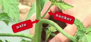 Prune tomato plants