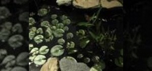 Create a small water feature