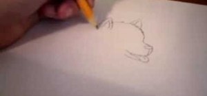 Draw a husky puppy