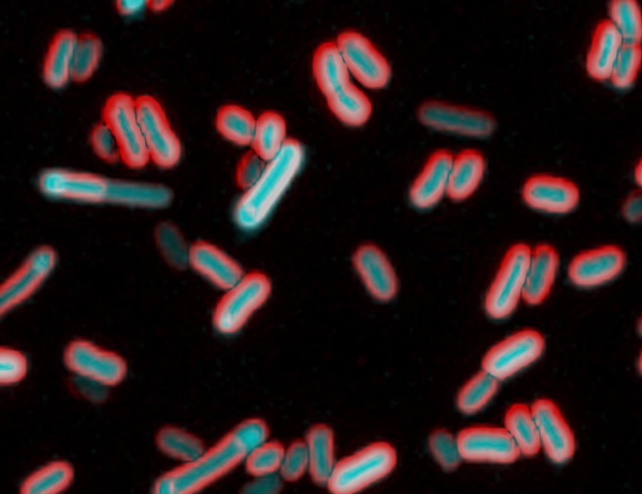 Scientists See Bacteria Responding Electrically to Physical Stimuli for the First Time
