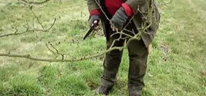 Prune apple trees with a pruning saw