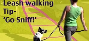 Give your dog permission to "go sniff" on a walk