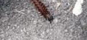 Video of Crawling Caterpillar