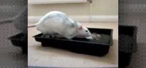 Introduce a pet rat to water