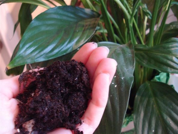 How to Reuse Old Coffee Grounds