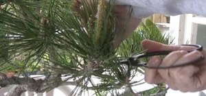 Prune & clean a Japanese black pine bonsai for spring