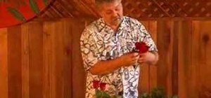 Arrange a dozen red roses in a vase for your home