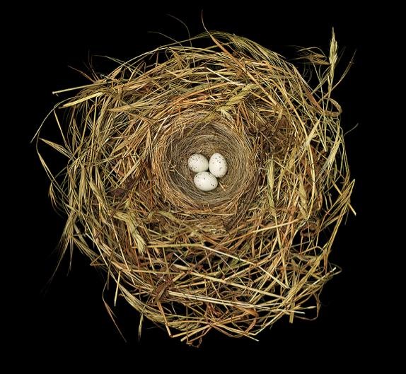 GIVEAWAY: "Fifty Nests and the Birds that Built Them" (NOW CLOSED)