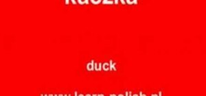 Say "duck" in Polish