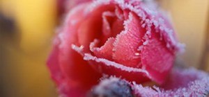Extreme Close-up Photo Challenge: Frozen Rose
