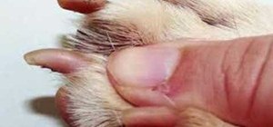 Clip a dog's nails properly