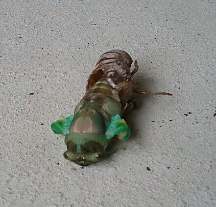 Insect Photography Challenge: Cicada